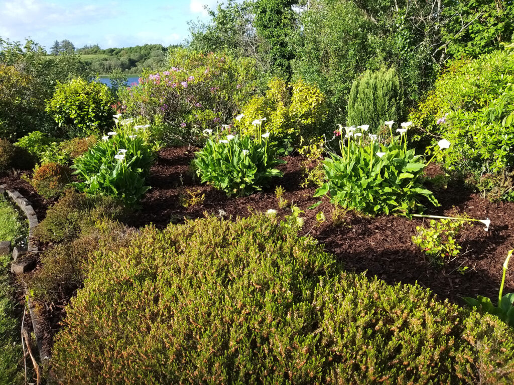 A Garden Before Being Serviced — Alpha and Omega Refurbishment in Tuam, Galway