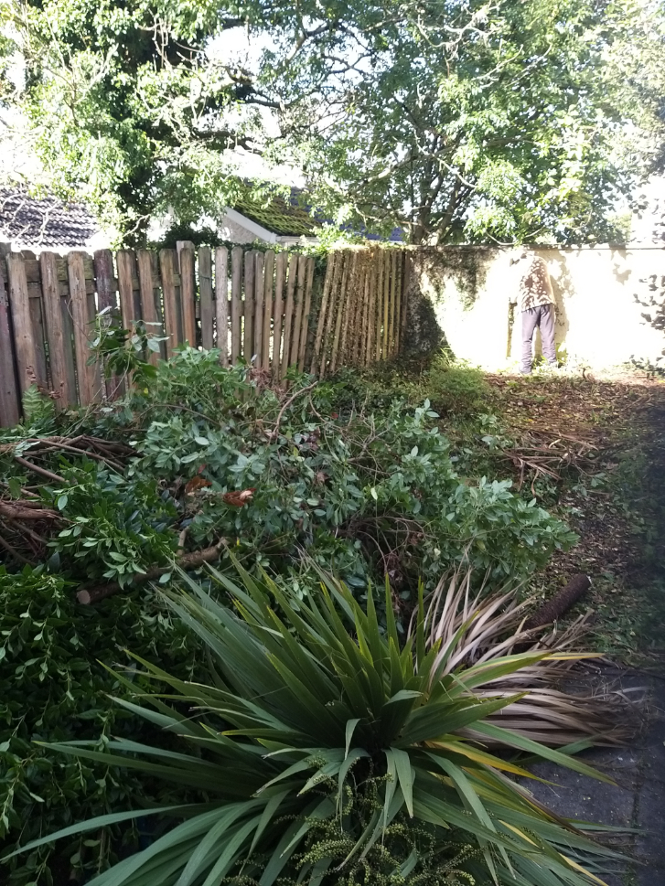 Overgrown Garden with Dense Green Foliage — Alpha and Omega Refurbishment in Tuam, Galway